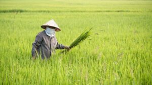 Agricultora trabalhando no campo (foto ilustrativa)