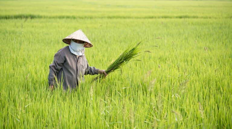 Agricultora trabalhando no campo (foto ilustrativa)