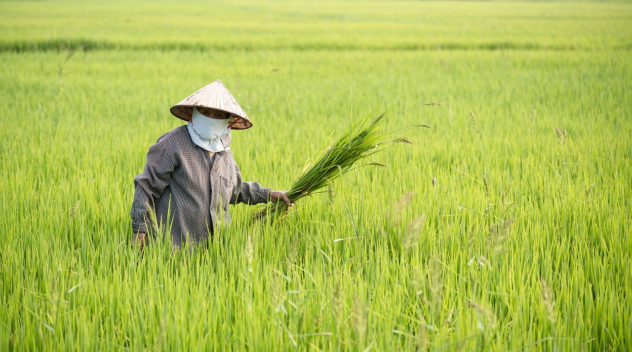 Agricultora trabalhando no campo (foto ilustrativa)