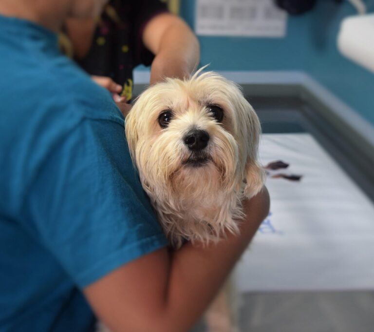 Médico veterinário (foto ilustrativa)