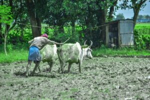 Peão trabalhando na fazenda (foto ilustrativa)