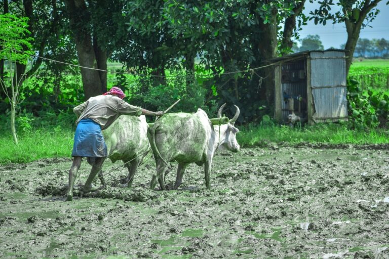 Peão trabalhando na fazenda (foto ilustrativa)
