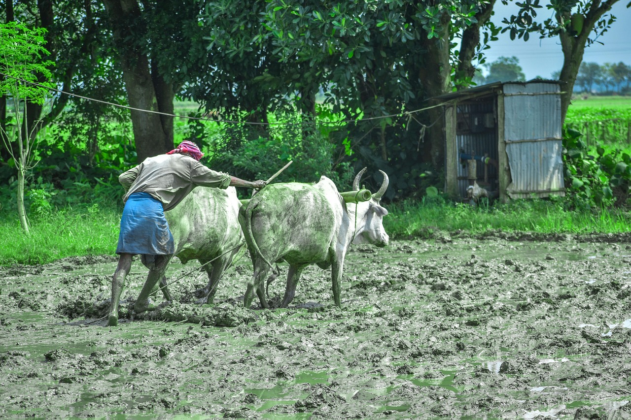 Peão trabalhando na fazenda (foto ilustrativa)